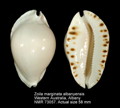 Zoila marginata albanyensis (3).jpg - Zoila marginata albanyensis L.Raybaudi,1985